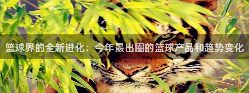 篮球界的全新进化：今年最出圈的篮球产品和趋势变化